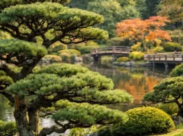 Árboles con técnica niwaki japonés