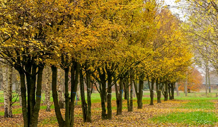 Árboles de Acer campestris