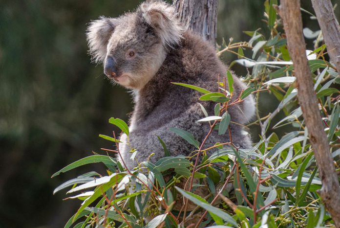 Plantas ornamentales de Australia