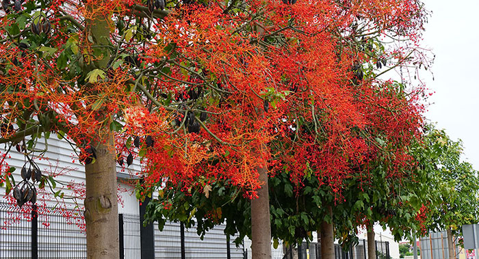 Árboles de Brachychiton acerifolius