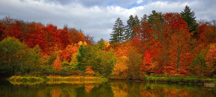 Por qué las hojas cambian de color en otoño