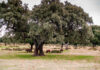 Árboles de Quercus ilex con cerdos