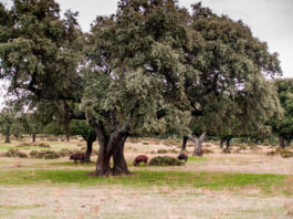 Árboles de Quercus ilex con cerdos