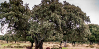Árboles de Quercus ilex con cerdos