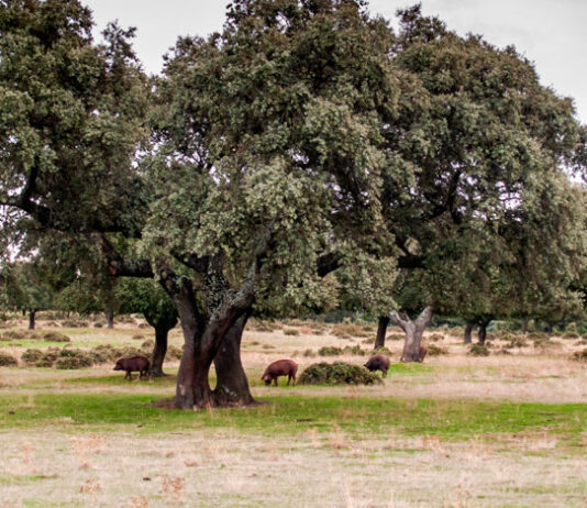 Árboles de Quercus ilex con cerdos