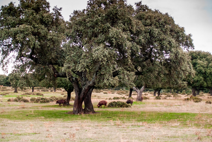 Árboles de Quercus ilex con cerdos