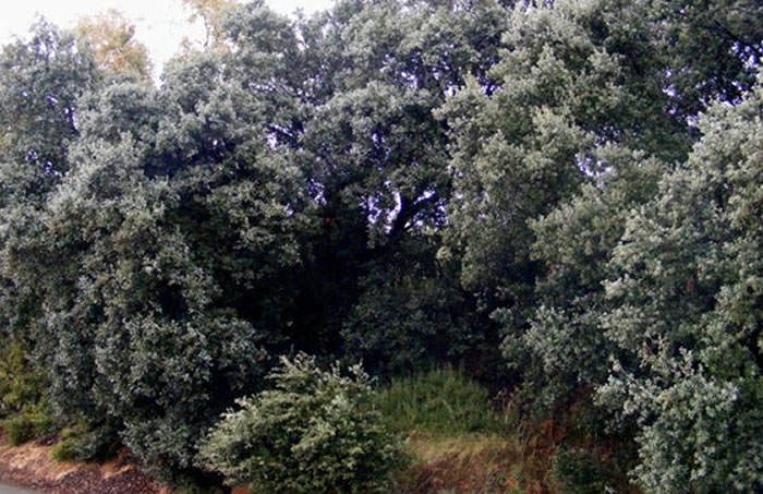 arboles de quercus ilex