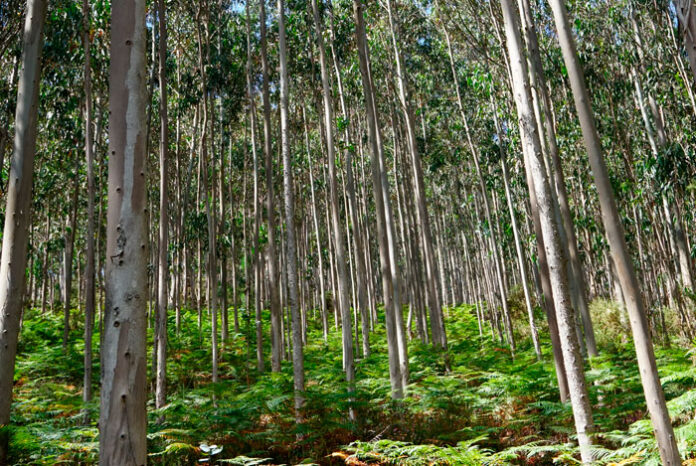 Árboles en bosque forestal