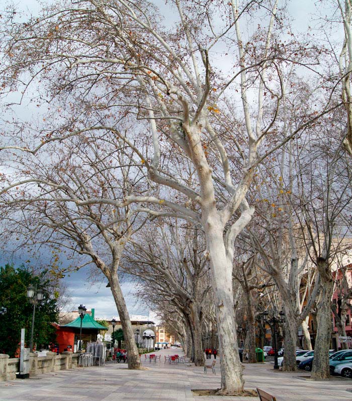 Salón del árbol