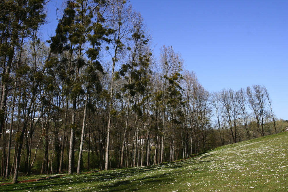 Arboles muerdago