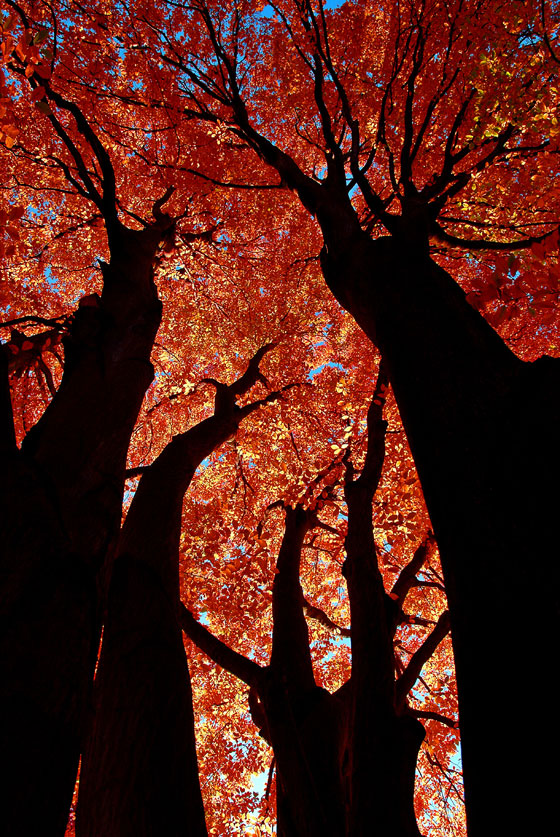 Árboles ornamentales para jardín