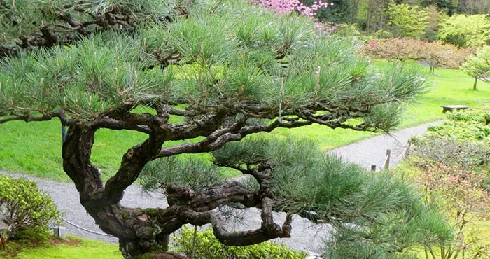 Árboles podados con técnica niwaki japonés