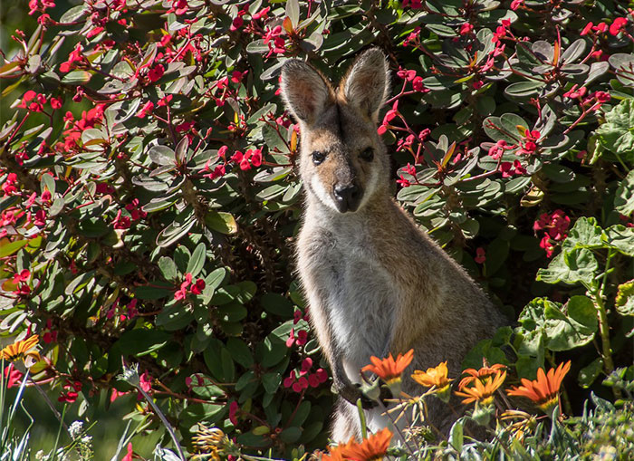 Arbustos de Australia o Nueva Zelanda