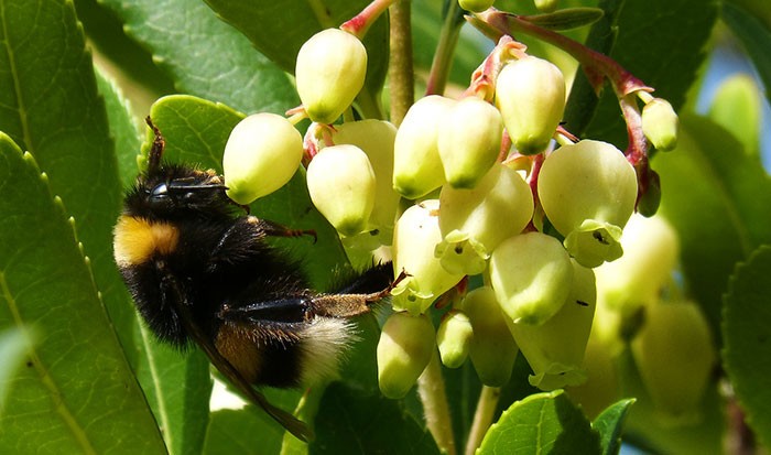 Arbutus unedo