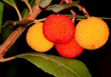 Arbutus unedo