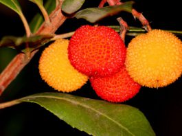 Arbutus unedo