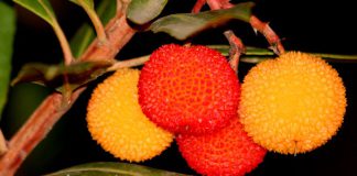 Arbutus unedo
