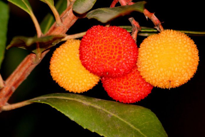 Arbutus unedo