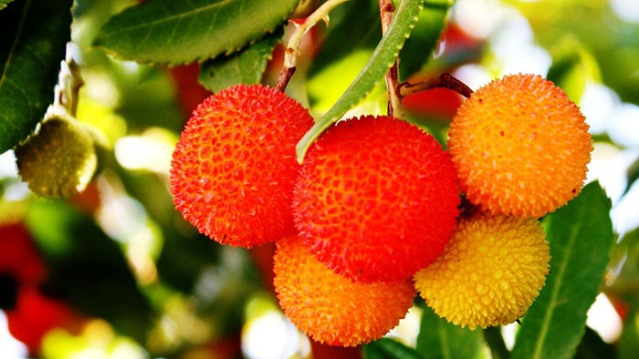 Arbutus unedo