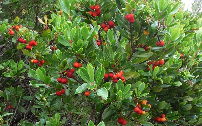 Arbutus unedo