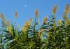 Arundo donax la caña