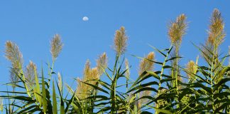 Arundo donax la caña