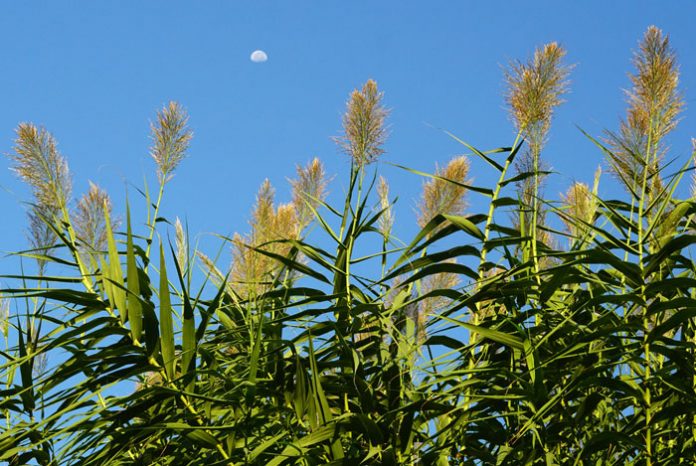 Arundo donax la caña