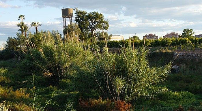 Arundo donax la caña