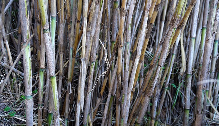 Arundo donax la caña