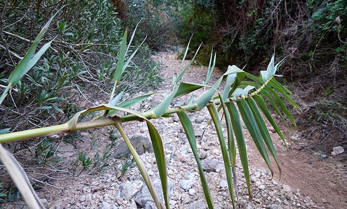 Arundo donax la caña