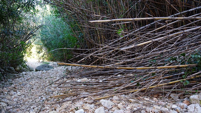 Arundo donax la caña