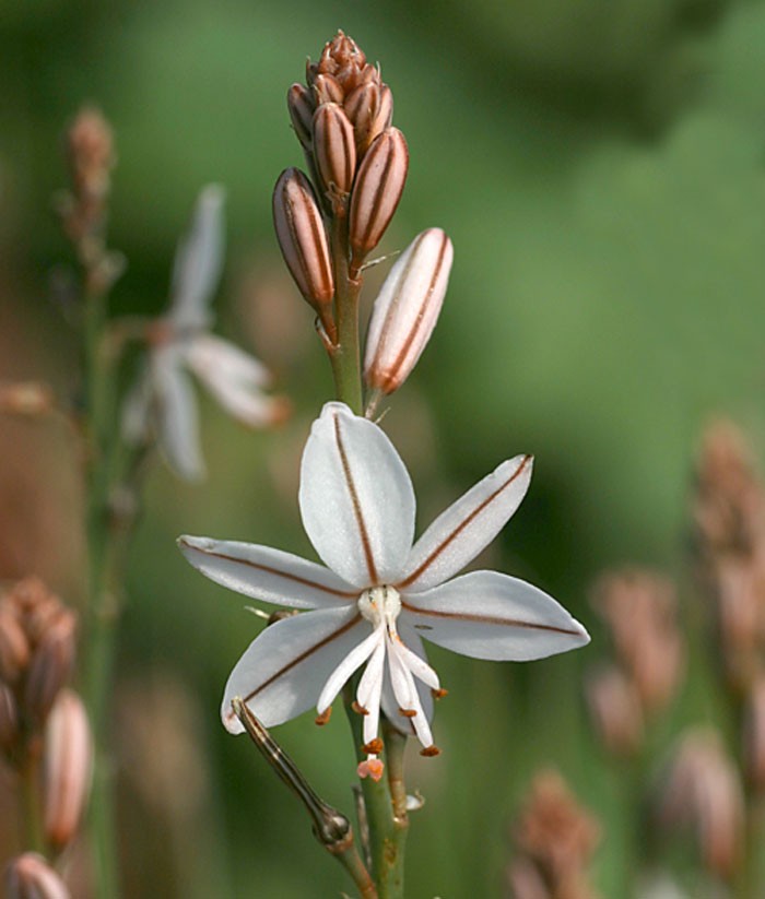 Flores de Asphodelus fistulosus