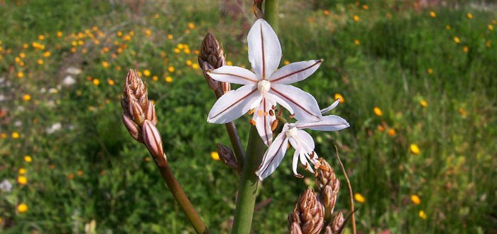 Flores de Asphodelus fistulosus