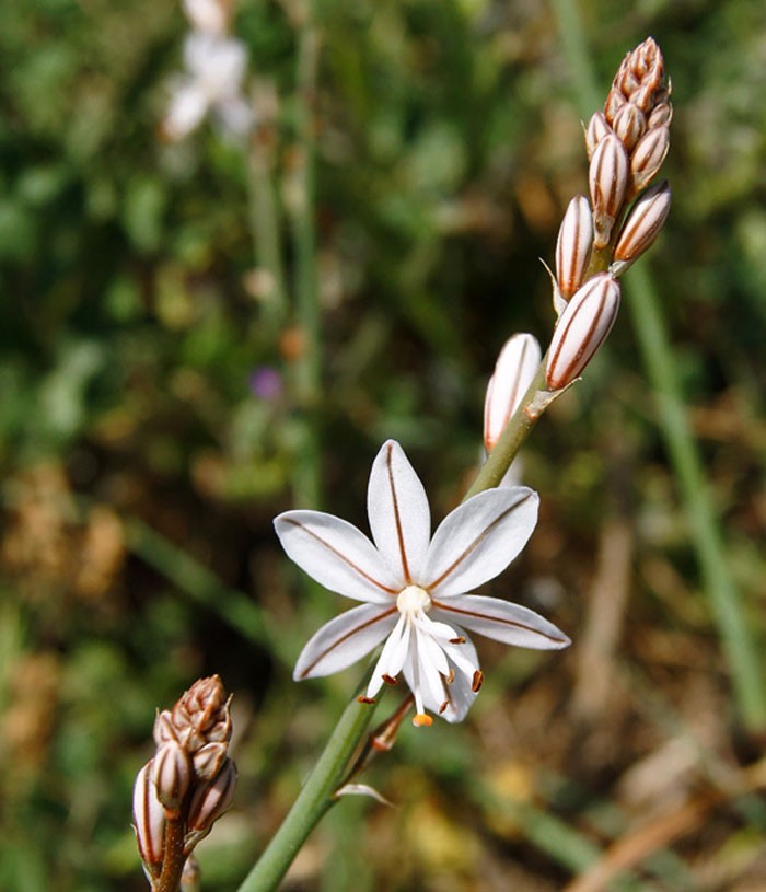 Flores de Asphodelus fistulosus