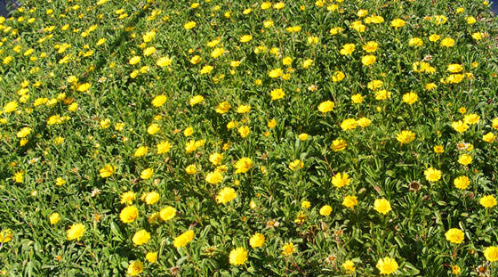 Flores de Asteriscus maritimus