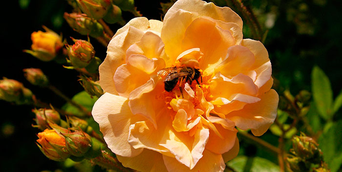 Avispa del rosal