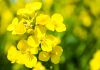 Azufre agrícola como fertilizante