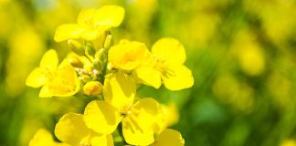 Azufre agrícola como fertilizante