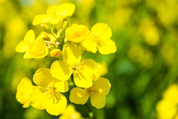 Azufre agrícola como fertilizante