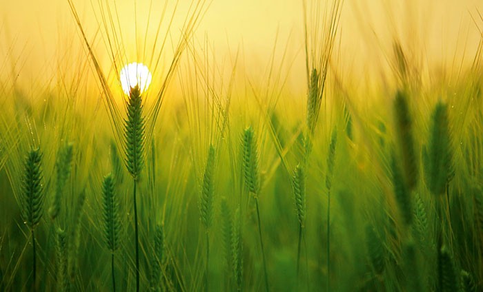 Azufre agrícola como fertilizante