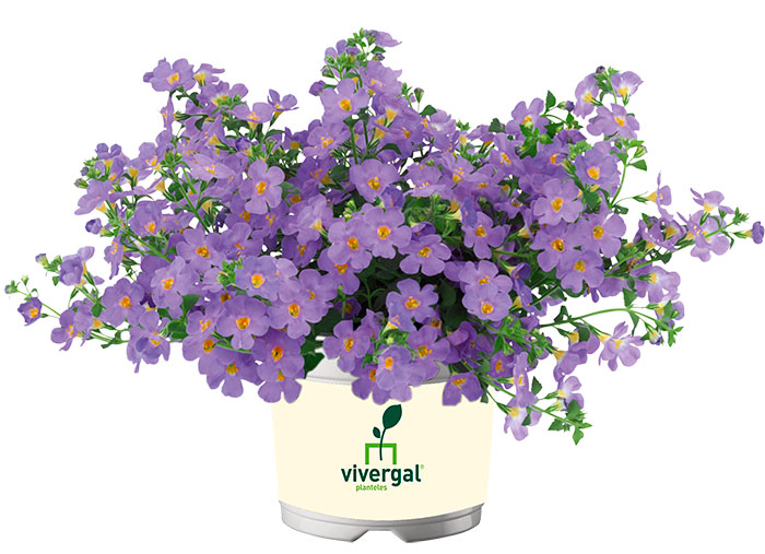 Bacopa de flores azules