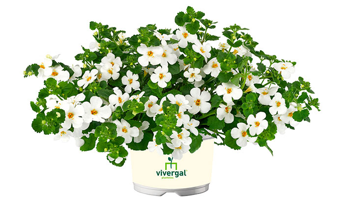 Bacopa de flores blancas