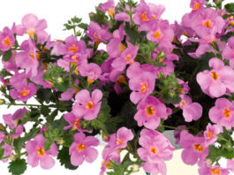 Bacopa de flores rosas