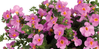 Bacopa de flores rosas