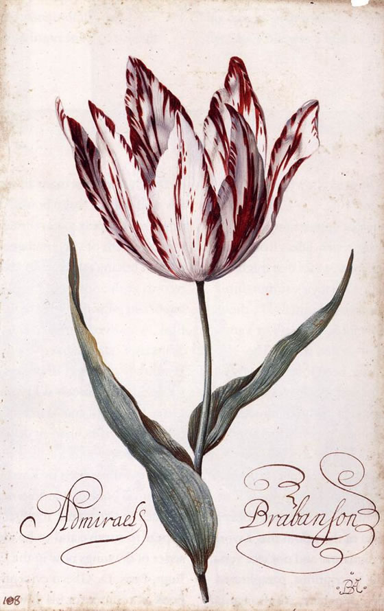 balthasar-van-der-ast-tulipan