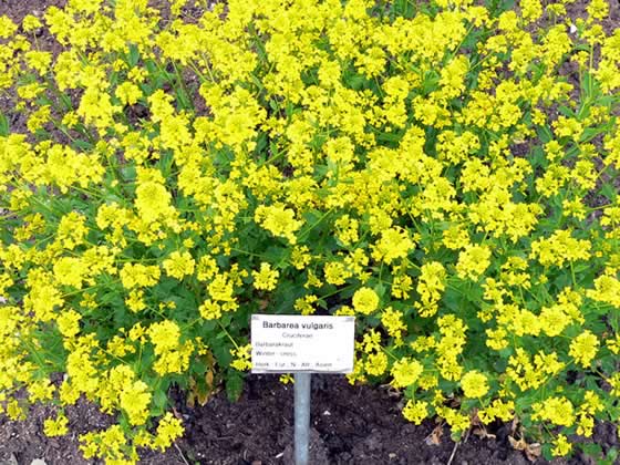 Barbarea vulgaris