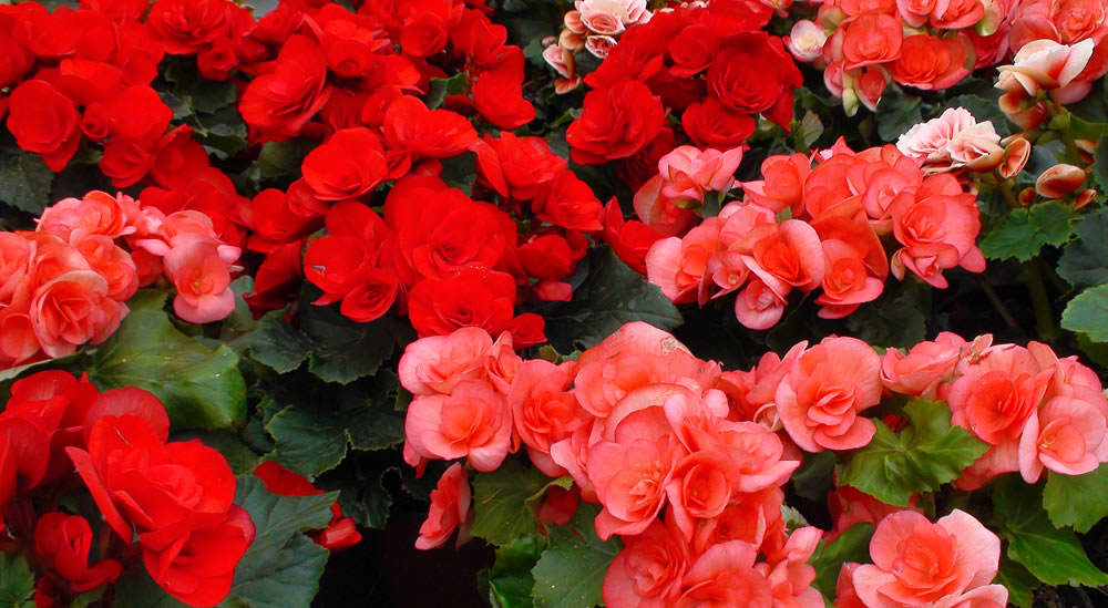 Begonia elatior 001