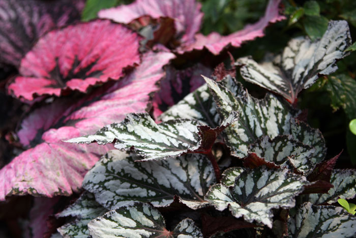 Begonia rex