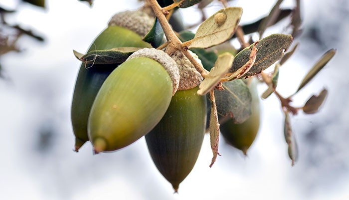 Bellotas de Quercus ilex