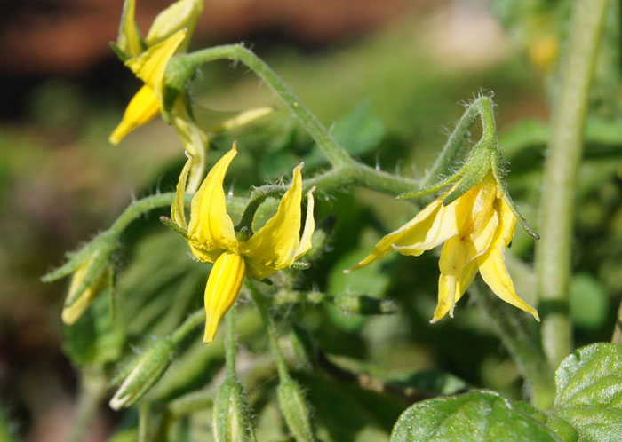 Bioestimulantes agrícolas